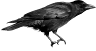 Crow On Tree Png Image