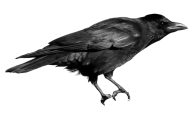 Crow Png For Web