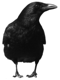 Crow Png Front View
