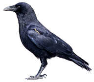 Crow Png Left Side View