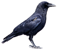 Crow Png Right Side