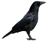 Crow Png