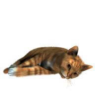Cute Cat Sleeping Png