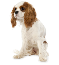 Cute Puppy Png
