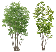 Daffodils Tree Png