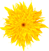 dandelion png free download 1