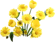 dandelion png free download 11