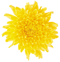dandelion png free download 14
