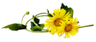 dandelion png free download 15