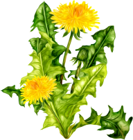 dandelion png free download 16