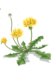 dandelion png free download 17