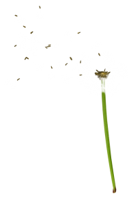 dandelion png free download 18