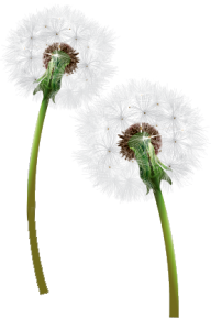 dandelion png free download 2