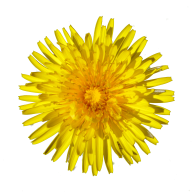 dandelion png free download 20