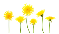 dandelion png free download 21