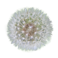 dandelion png free download 23