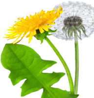 dandelion png free download 24