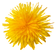dandelion png free download 26
