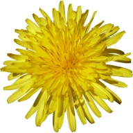 dandelion png free download 27