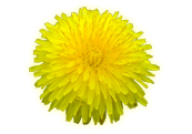 dandelion png free download 28