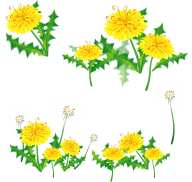 dandelion png free download 29