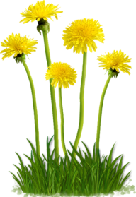 dandelion png free download 3
