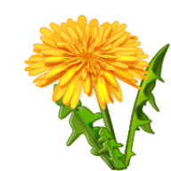 dandelion png free download 30