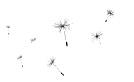 dandelion png free download 31