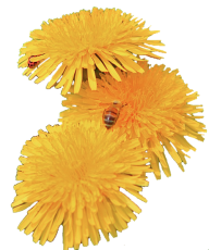 dandelion png free download 32