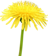 dandelion png free download 33