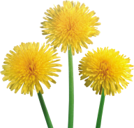 dandelion png free download 4