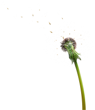 dandelion png free download 5