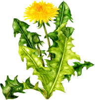 dandelion png free download 6