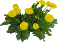 dandelion png free download 7
