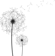 dandelion png free download 8