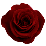 dark red flowered rose free png download