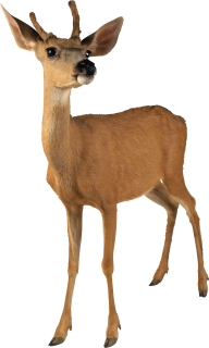Deer Doll Png
