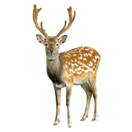 Deer Looking Png