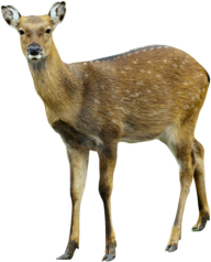 Deer Png Cute