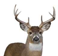 Deer Png Face