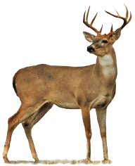 Deer Png For Web Site