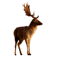 Deer Png For Web
