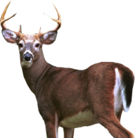 Deer Png Half Size