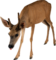 Deer Png Looking for Food