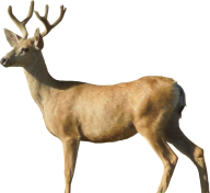 Deer Png Side View