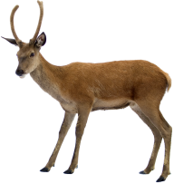 Deer Png With Horns