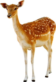Deer Png