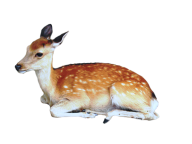 Deer Sitting Png