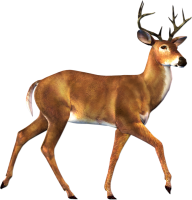Deer Walking Png