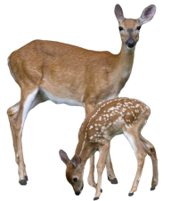Deer With Cubs Png